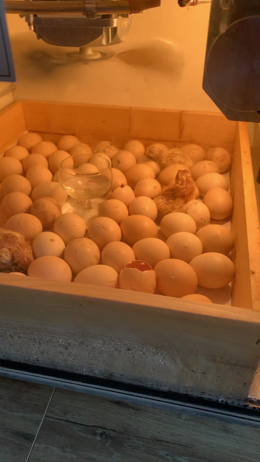 Eieren in de broedmachine